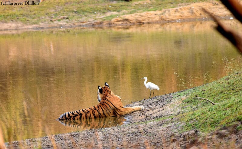 Kanha National Park, Khana hotels, national parks in mp, India, tiger, Madhya Pradesh