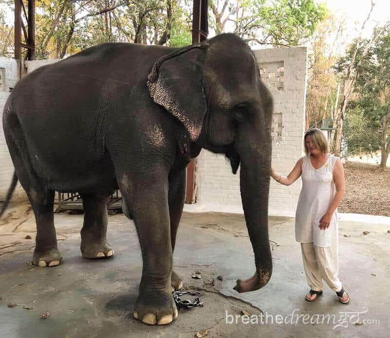 Famous Indian elephant Tara, Kipling Camp, Kanha National Park #WorldElephantDay #IndianElephants