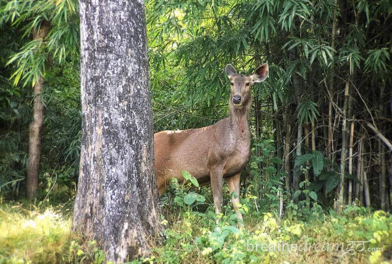 Kanha National Park, Khana hotels, national parks in mp, India, tiger, Madhya Pradesh