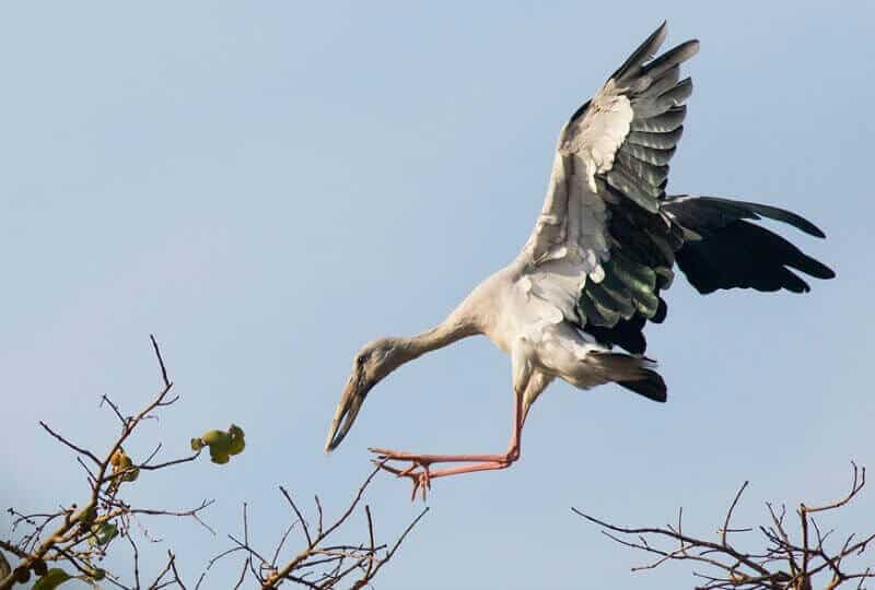 Kanha National Park, Khana hotels, national parks in mp, India, tiger, Madhya Pradesh