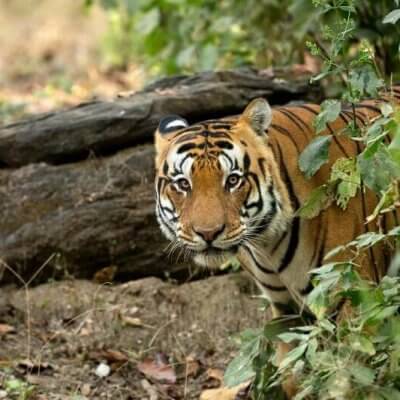 Kanha National Park, Khana hotels, national parks in mp, India, tiger, Madhya Pradesh