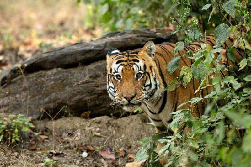 Kanha National Park, Khana hotels, national parks in mp, India, tiger, Madhya Pradesh