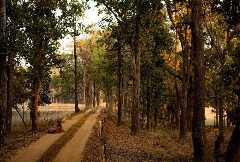 Kanha National Park, Khana hotels, national parks in mp, India, tiger, Madhya Pradesh