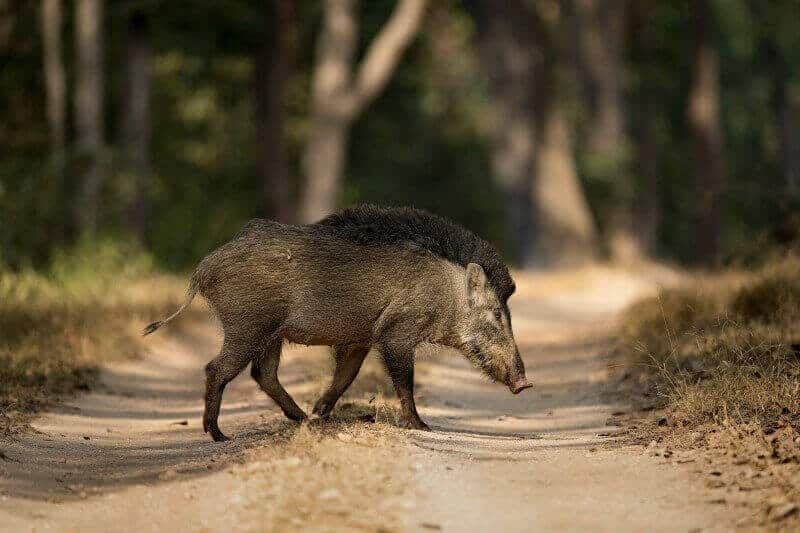 Kanha National Park, Khana hotels, national parks in mp, India, tiger, Madhya Pradesh