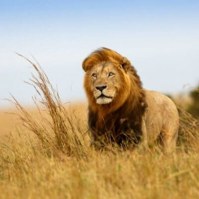 African wildlife safari, African safari, African safari vacation, African safari tours, animal, wildlife, lion