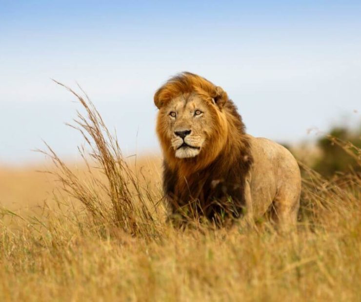 African wildlife safari, African safari, African safari vacation, African safari tours, animal, wildlife, lion