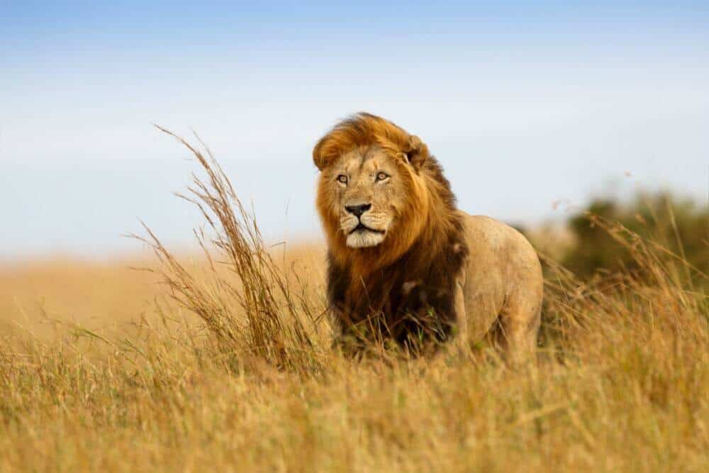 African wildlife safari, African safari, African safari vacation, African safari tours, animal, wildlife, lion