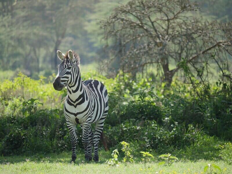 African wildlife safari, African safari, African safari vacation, African safari tours, animal, wildlife, zebra