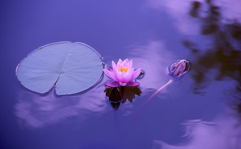 An image of a lotus flower in the water for International Yoga Day #YogaDay #Yoga #India An image of a lotus flower in the water for International Yoga Day #YogaDay #Yoga #India