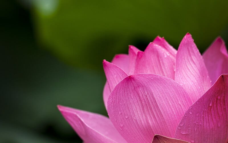 A beautiful pink lotus flower for International Yoga Day. #YogaDay #India #IncredibleIndia A beautiful pink lotus flower for International Yoga Day. #YogaDay #India #IncredibleIndia