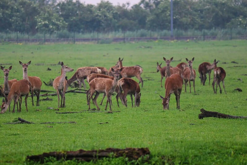 Herd of deer at ecotourism site Oostvaardersplassen, a wetland nature reserve in the Netherlands #Netherlands #EcoTourism