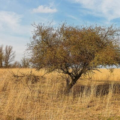 Ecotourism site Oostvaardersplassen, a wetland nature reserve in the Netherlands