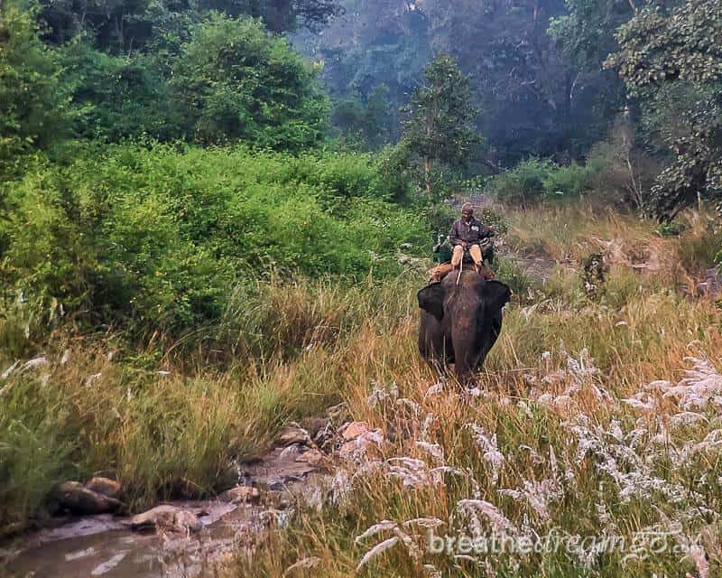 Elephant and mahout on patrol in Kanha National Park and tiger reserve