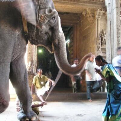 Temple elephant giving a blessing in India #IndianElephants #WorldElephantDay