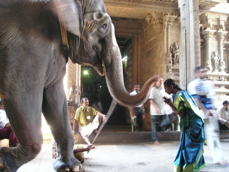 Temple elephant giving a blessing in India #IndianElephants #WorldElephantDay