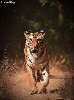 Best tourist places in Madhya Pradesh Bandhavgarh tiger