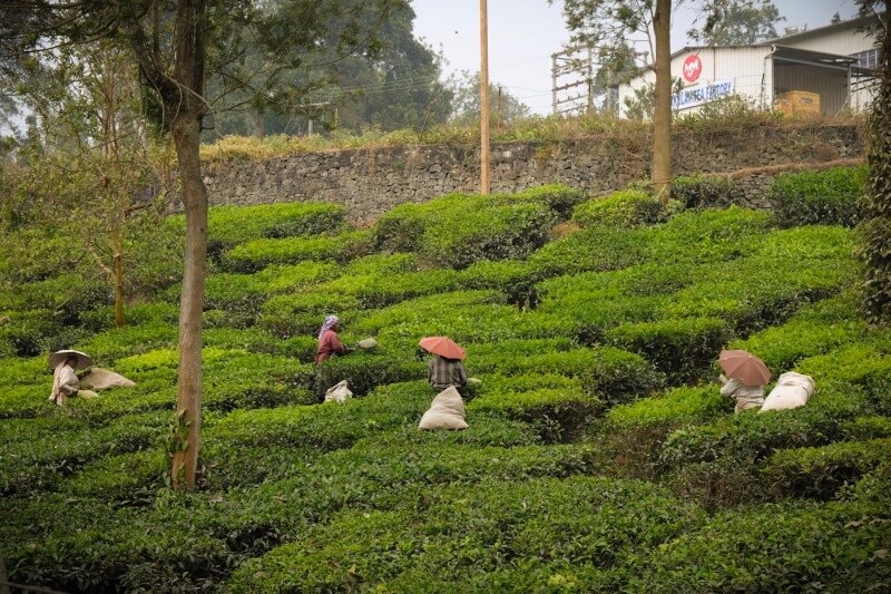 Tea Plantation in Thekkady, Kerala