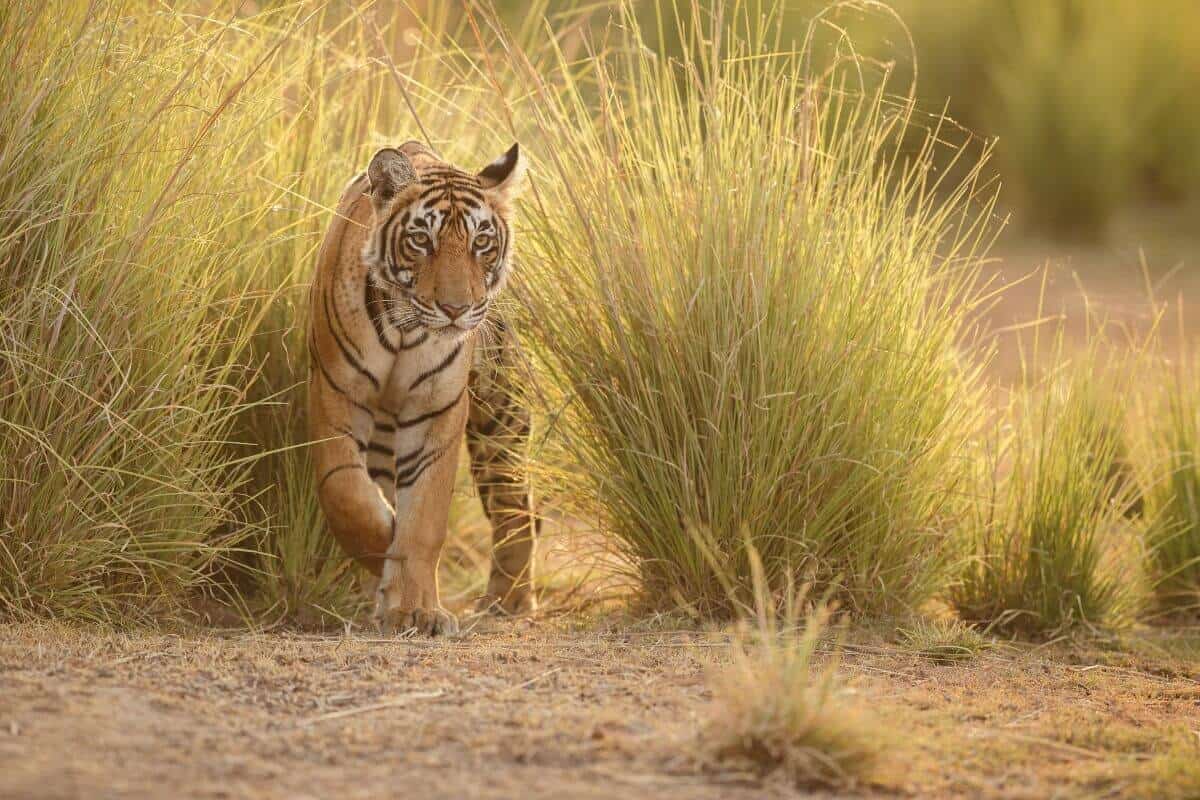 Wildlife and tiger tour in India