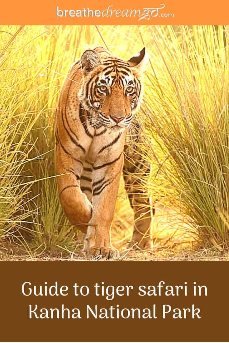 Guide to Kanha National Park & Tiger Reserve - Breathedreamgo