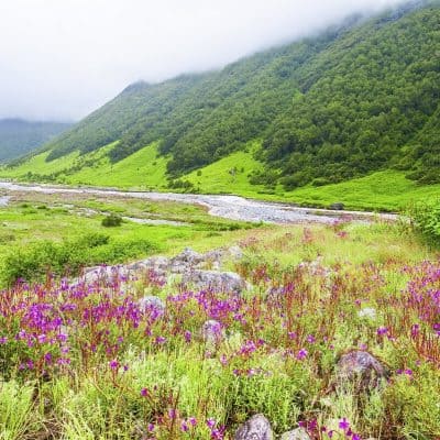 Valley of Flowers, Himachal Pradesh, is one of the best places to visit inIndia