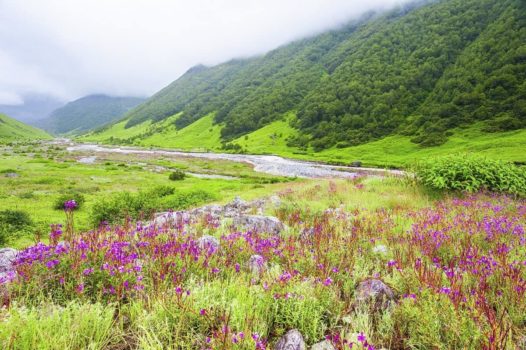 Valley of Flowers, Himachal Pradesh, is one of the best places to visit inIndia