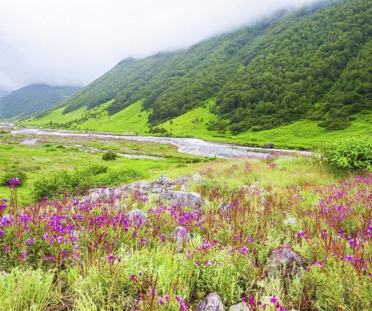 Valley of Flowers, Himachal Pradesh, is one of the best places to visit inIndia