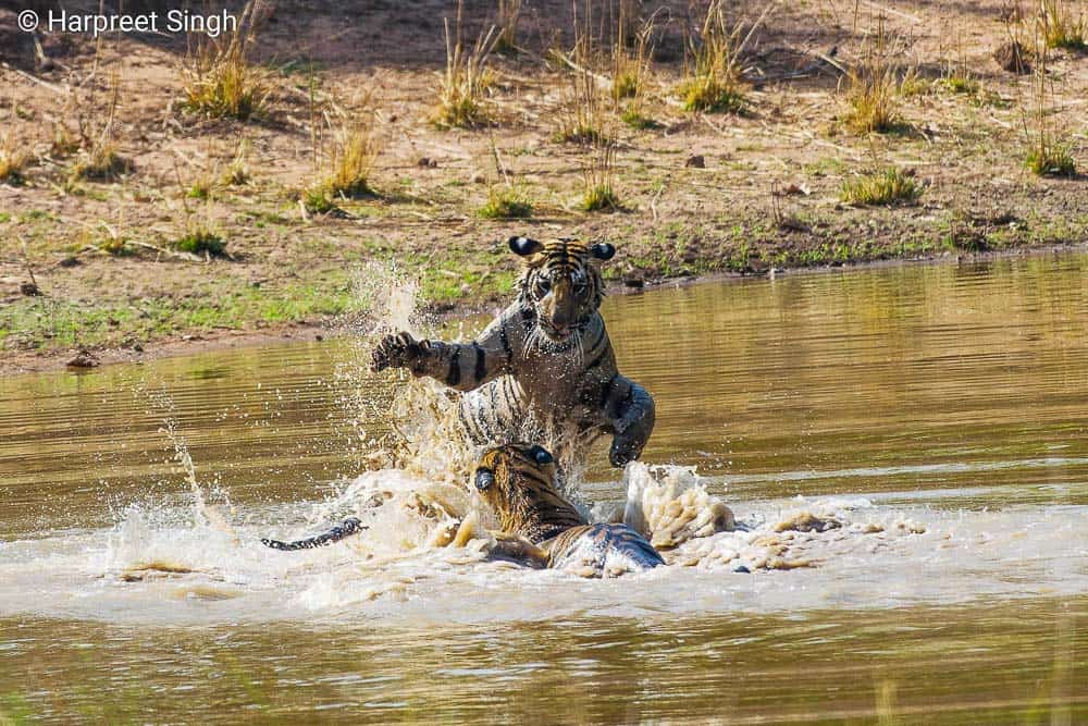 Tigers playing in the water at Bandhavgarh National Park Tiger Reserve