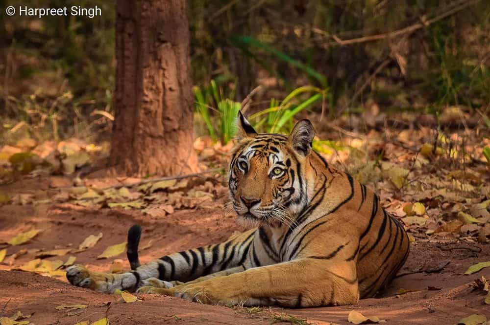 Tiger at Bandhavgarh, India