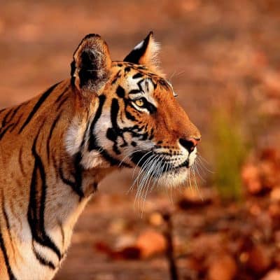 Tiger at Bandhavgarh National Park Tiger Reserve