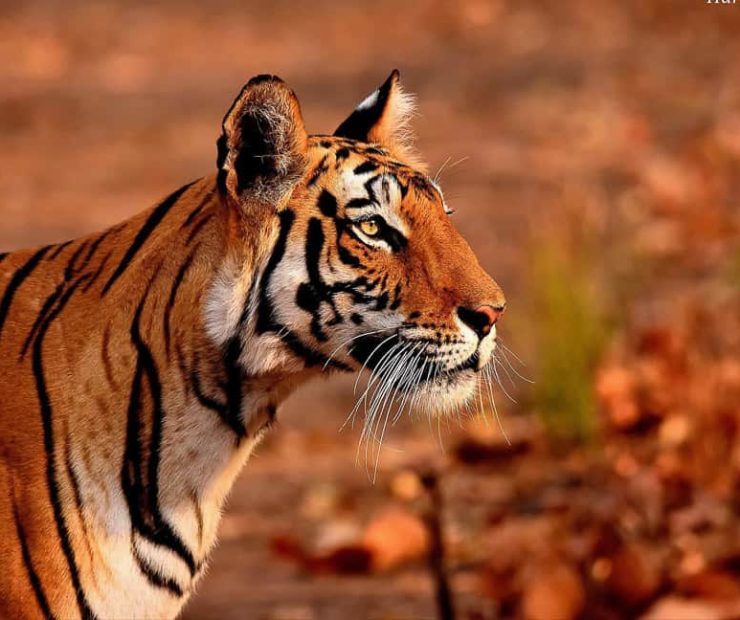 Tiger at Bandhavgarh National Park Tiger Reserve