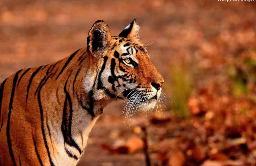 Tiger at Bandhavgarh National Park Tiger Reserve