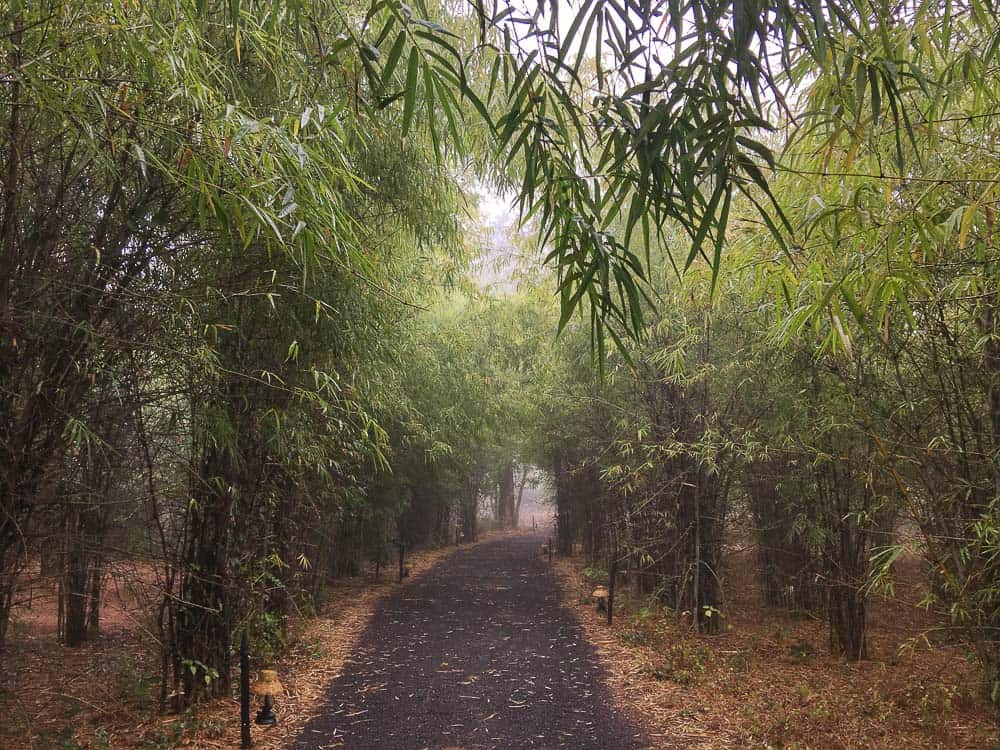 tree lined walkway at Kings Lodge Bandhavgarh, India