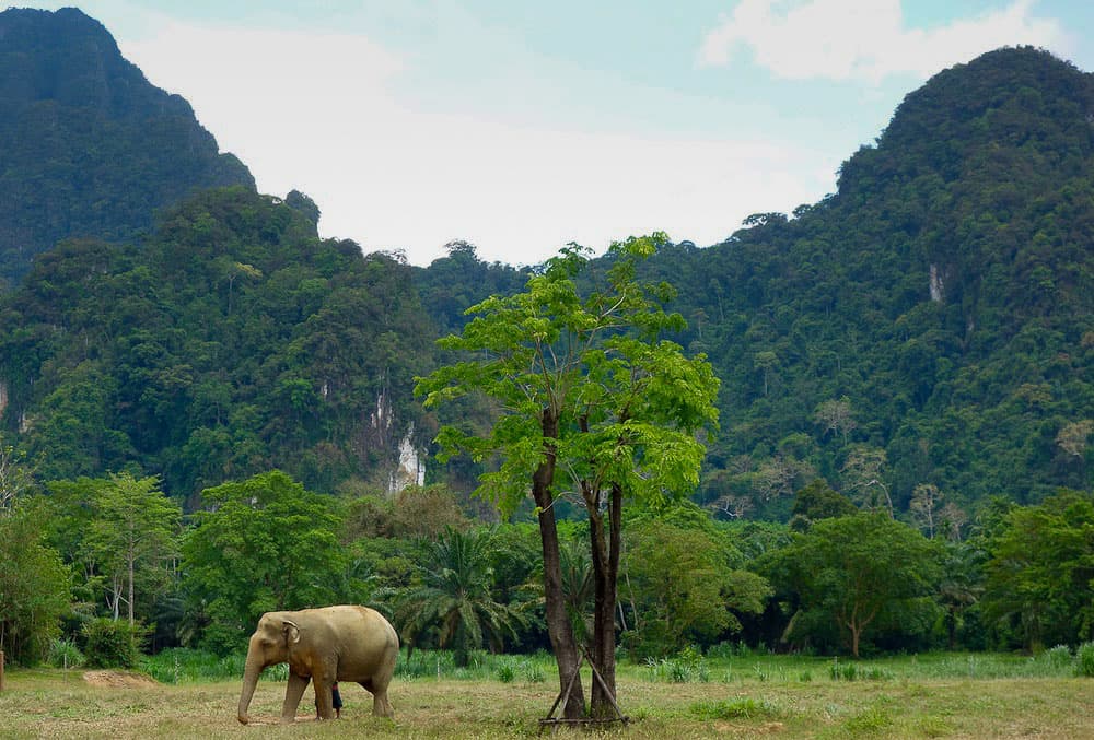 Elephant at sanctuary in Thailand