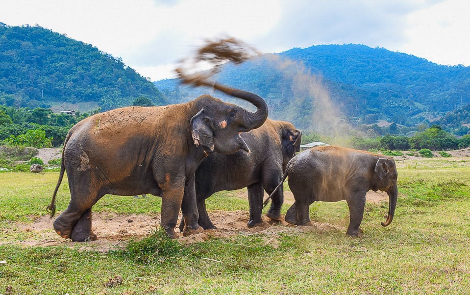 elephants at sanctuary in Thailand