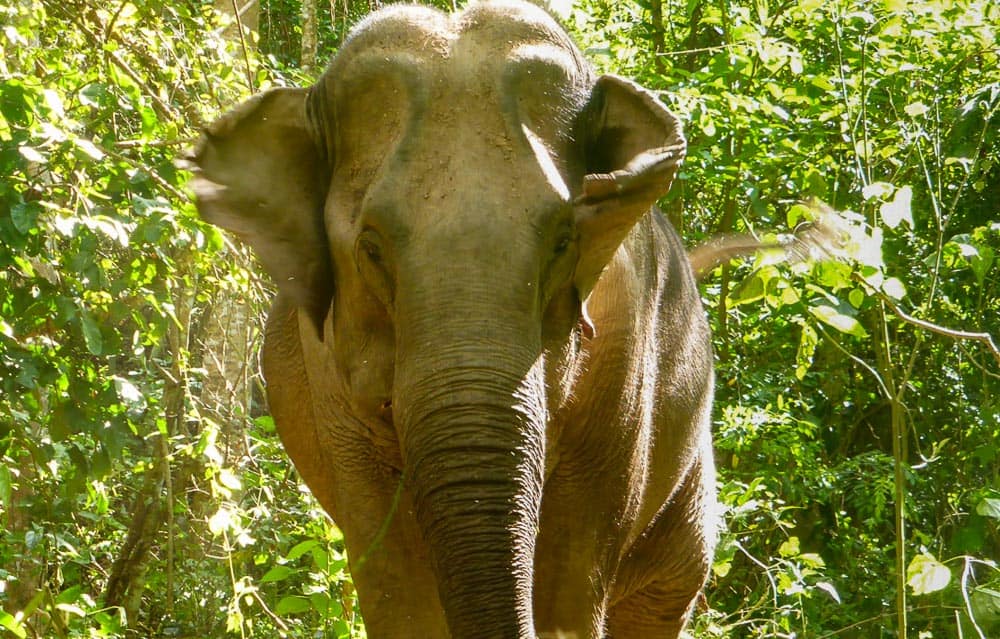 Elephant at sanctuary in Thailand