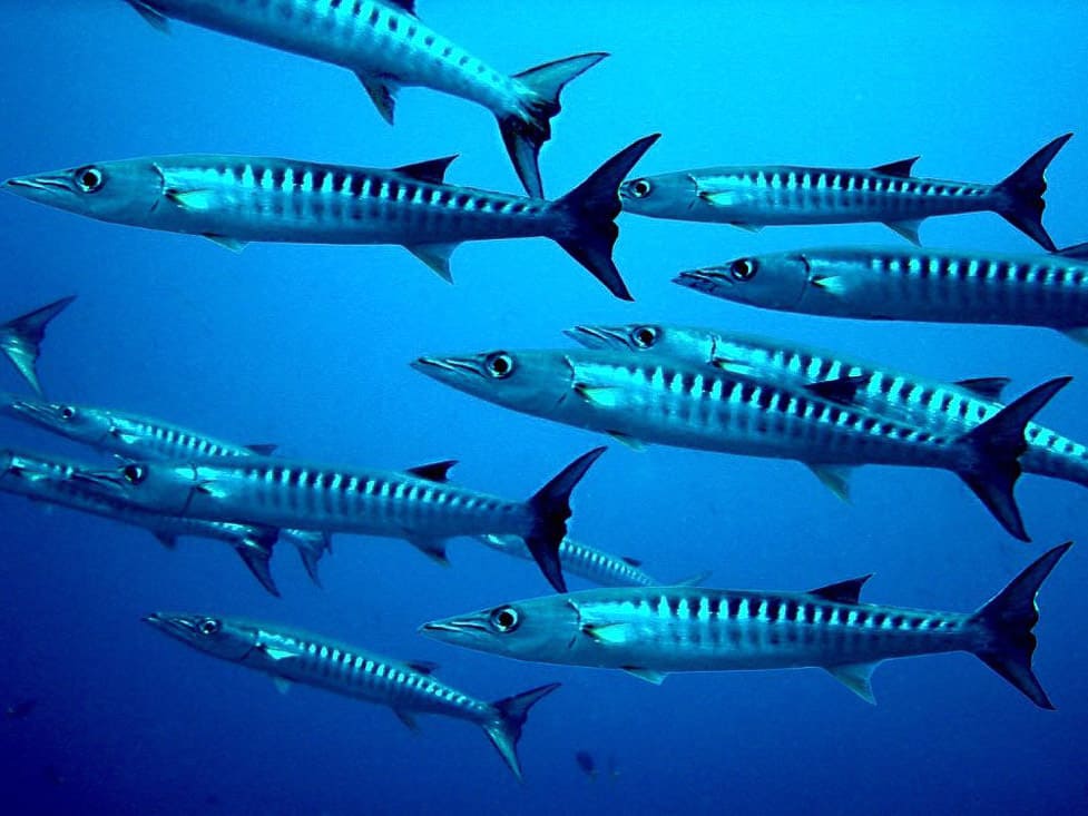 Barracudas swimming around Thailand