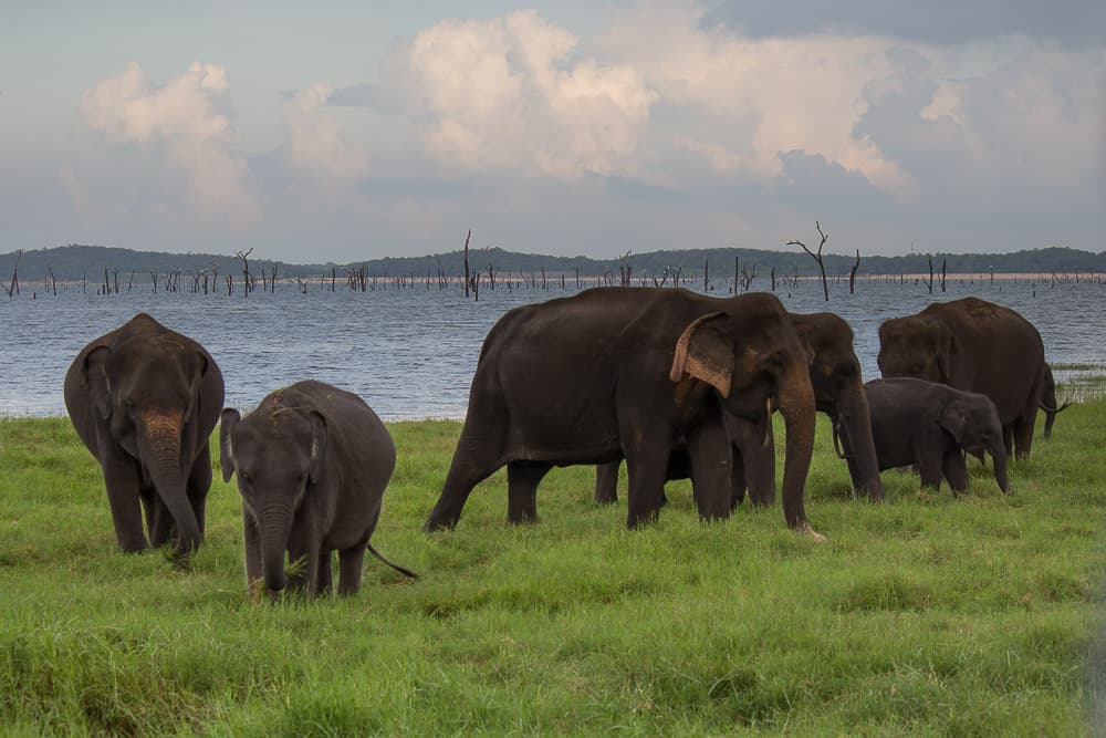 elephants in Sri Lanka