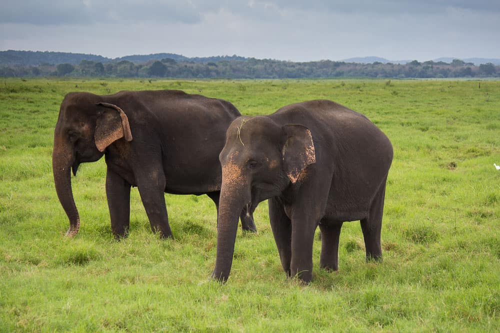 elephants in Sri Lanka