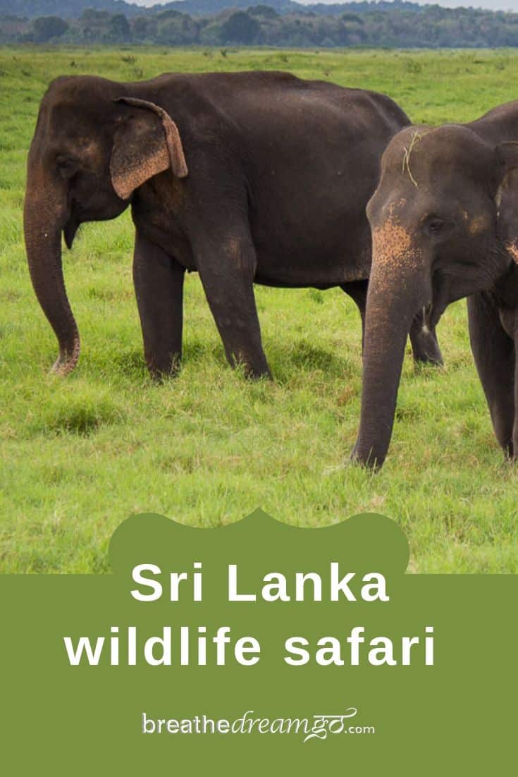 elephants in Sri Lanka Pinterest Pin