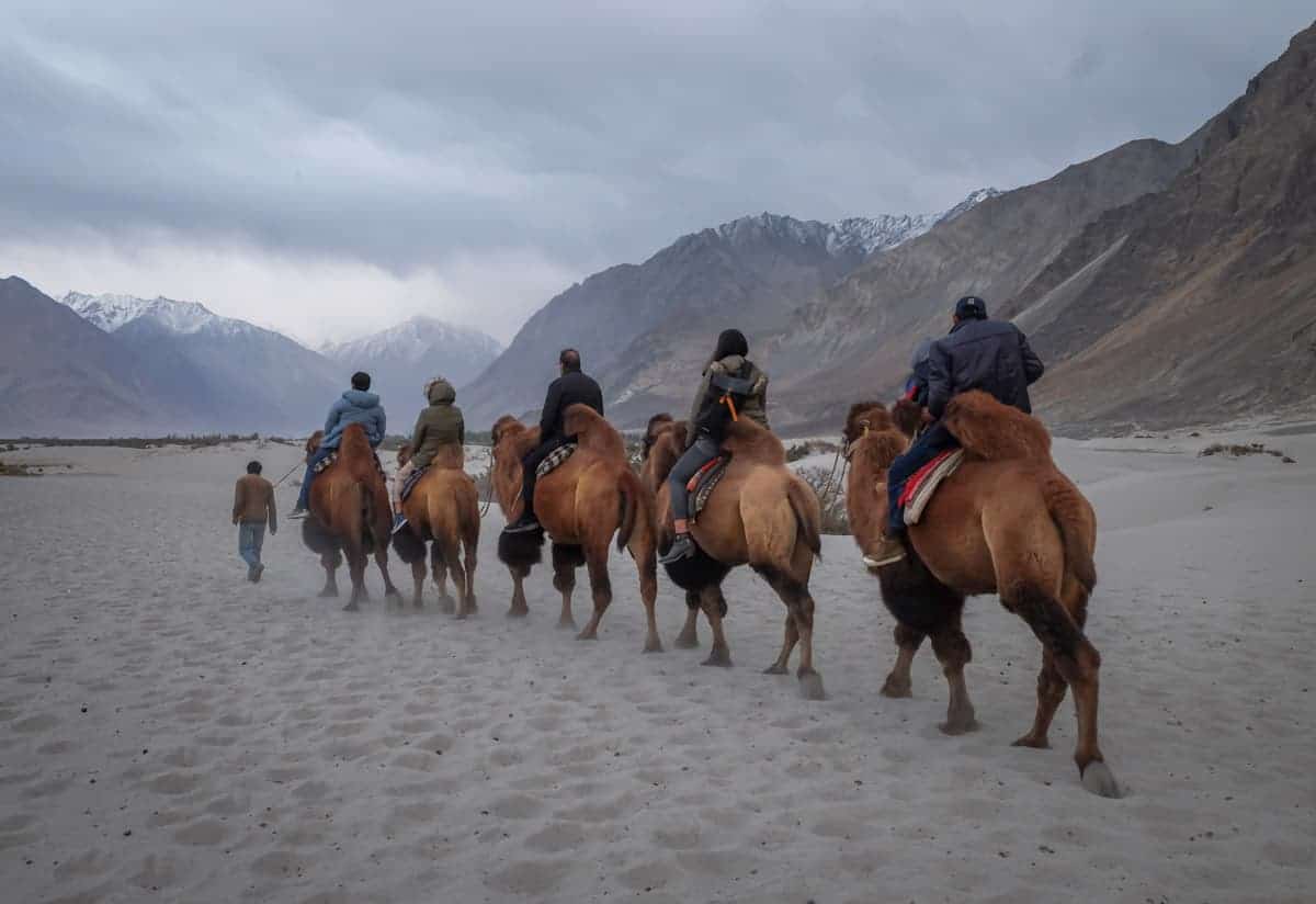 People riding camels on Ladakh trip