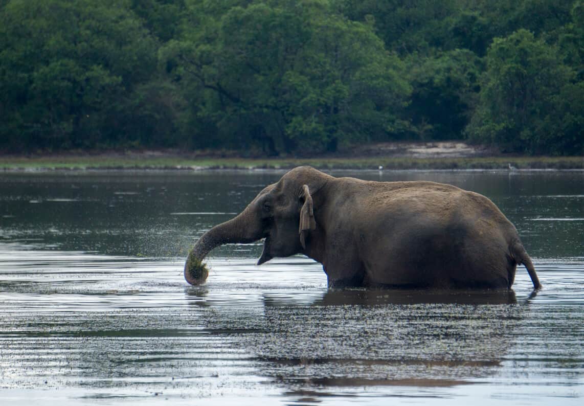 elephant in water at Wilpattu National Park, Sri Lanka