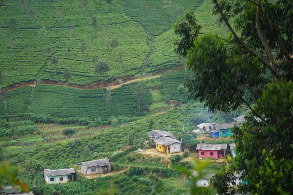 houses and paddy fields at Haputale Sri Lanka