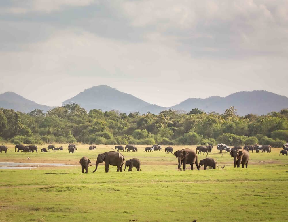 herd of elephants at Kaudulla National Park, Sri Lanka