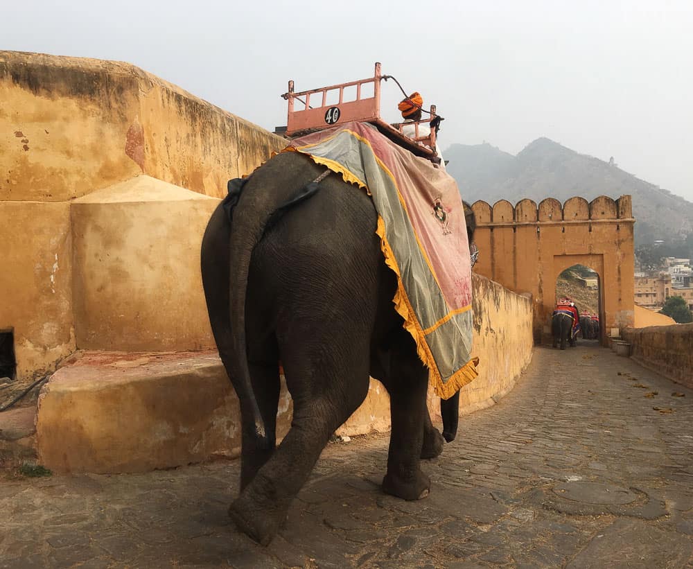 elephant walking up the ramp at Amber Fort, Jaipur, Rajasthan