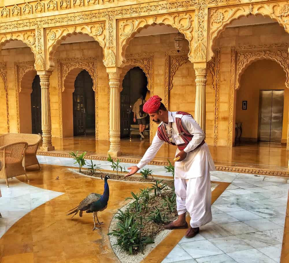 a best hotel in India, man feeding peacock at Suryagarh, Jaisalmer