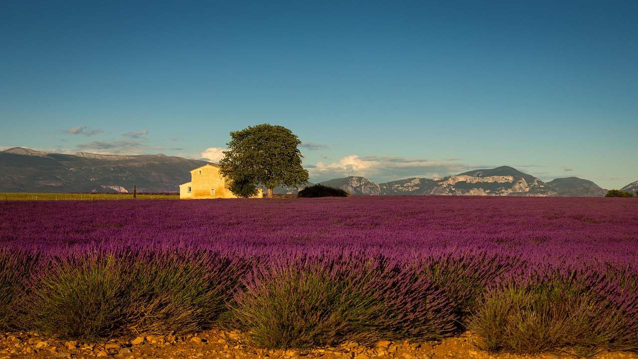 Provence lavender fields