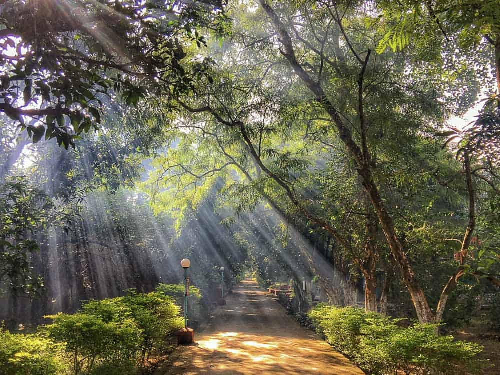 Aurovalley Ashram trees with sunlight