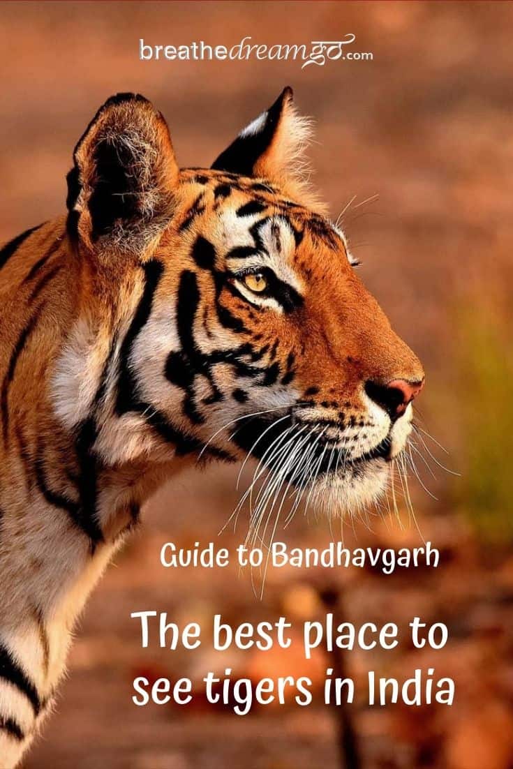 Tiger in Bandhavgarh park India