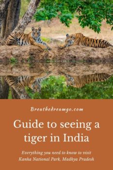 Tiger in Kanha park India