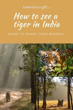 Tigers in Kanha park India